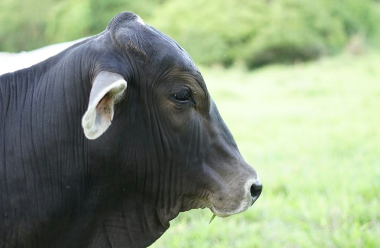 Brasil assume liderança mundial na produção de carne bovina em meio a recorde comercial com a China